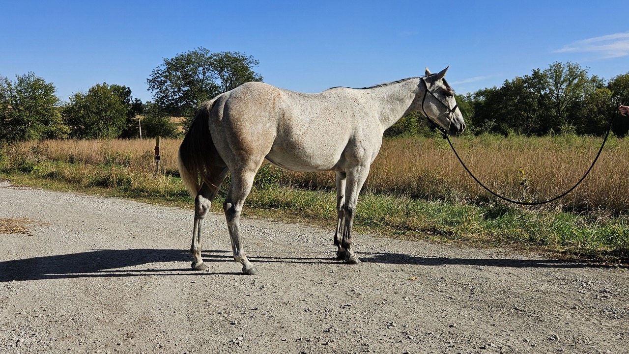 Watch Redbaron Barry (Buddy) - Image 7