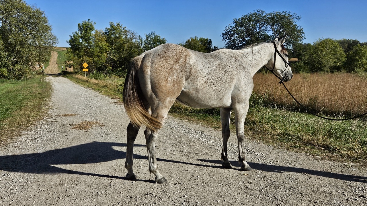 Watch Redbaron Barry (Buddy) - Image 8