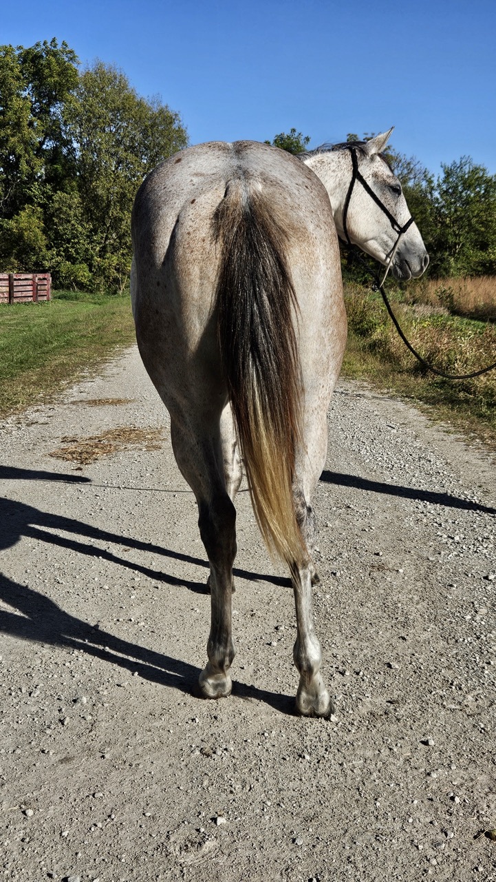 Watch Redbaron Barry (Buddy) - Image 10