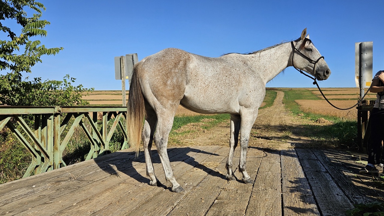 Watch Redbaron Barry (Buddy) - Image 11