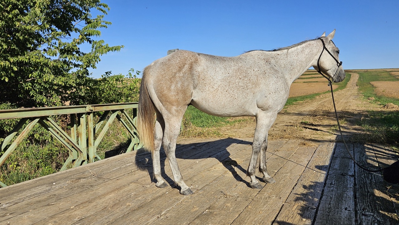 Watch Redbaron Barry (Buddy) - Image 12