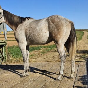 Watch Redbaron Barry (Buddy)