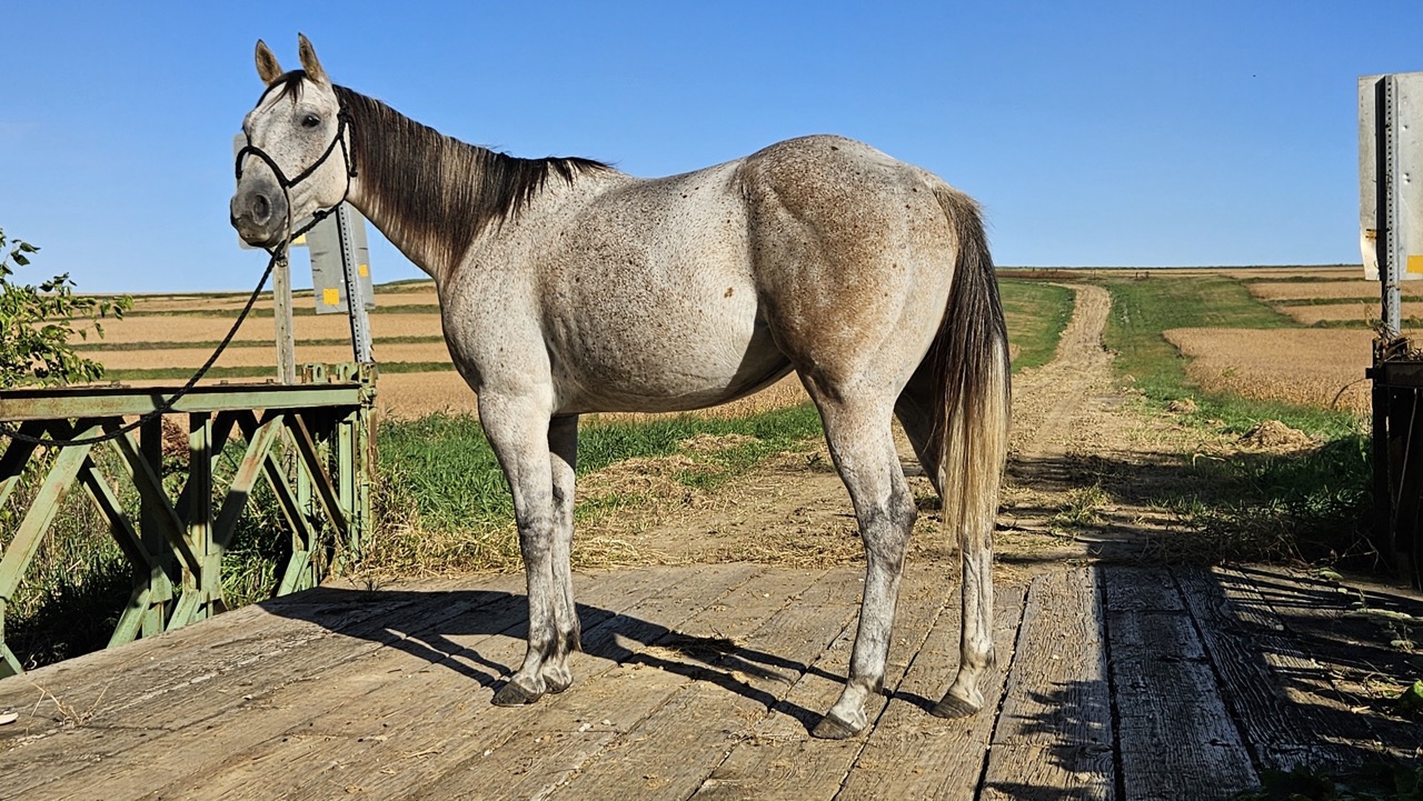 Watch Redbaron Barry (Buddy)