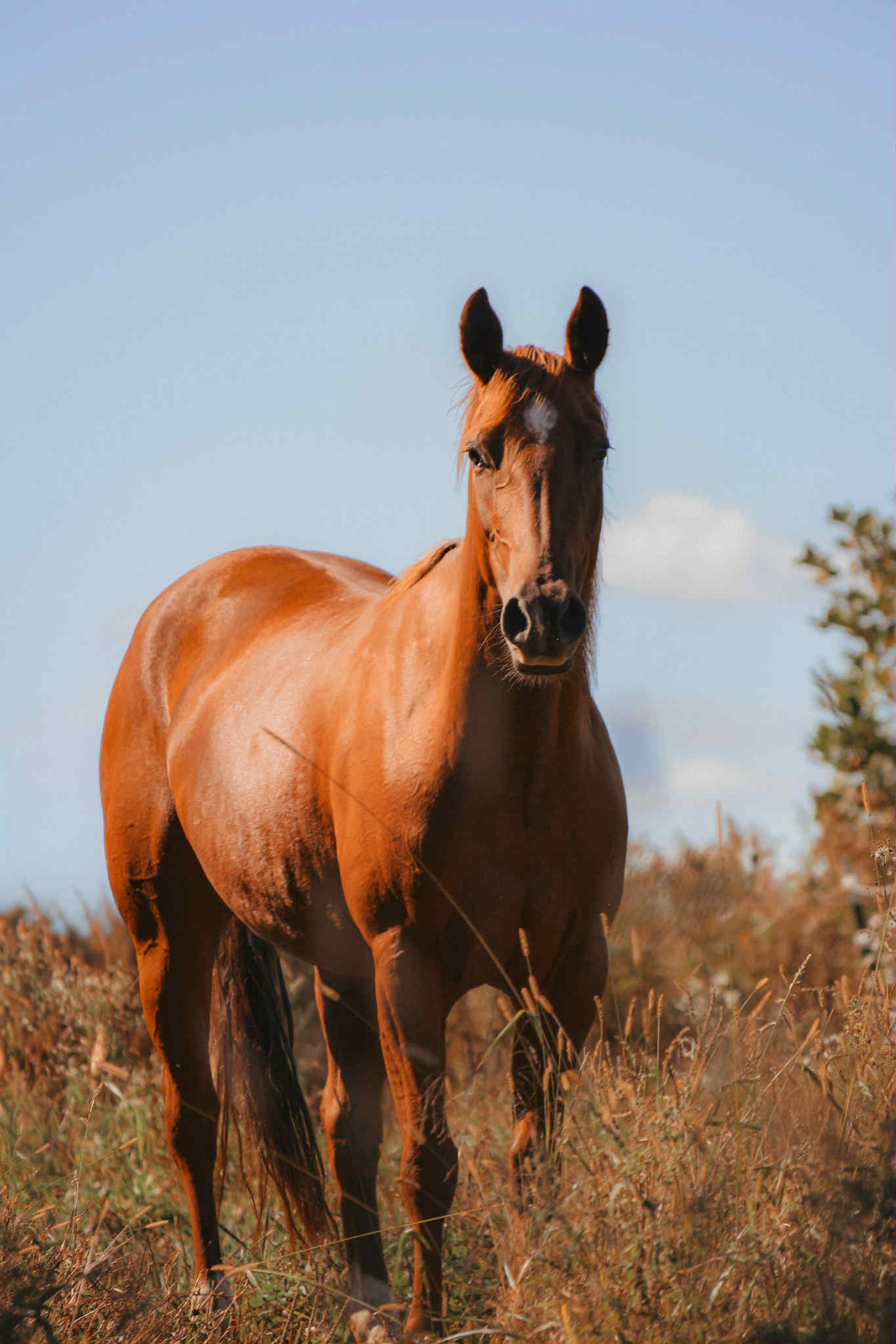 Chics Love Metallica - Image 16