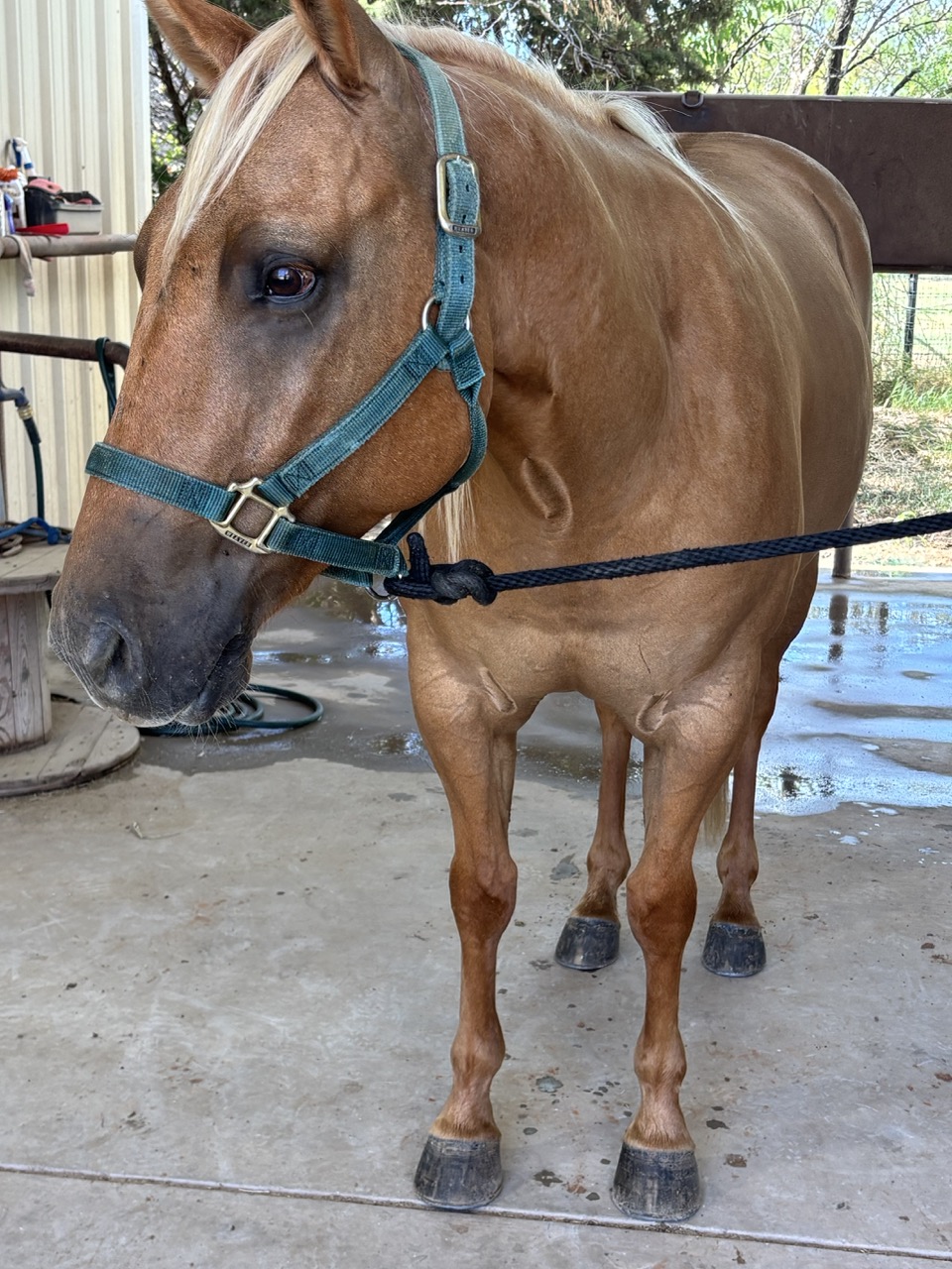 Little Dun Drifter (Tito) - Image 4
