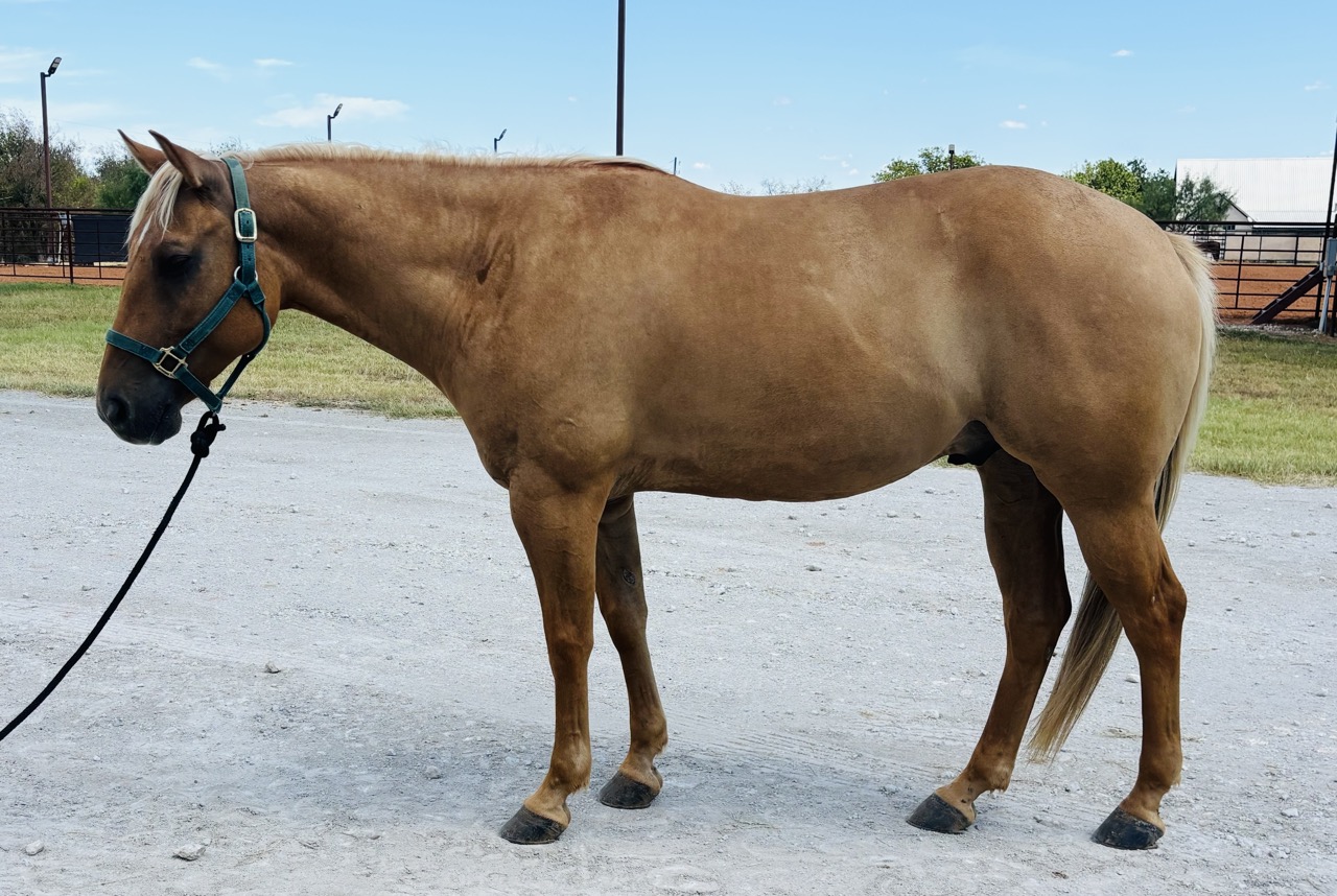 Little Dun Drifter (Tito) - Image 3